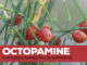 Octopamine- The Legal Ephedra Alternative